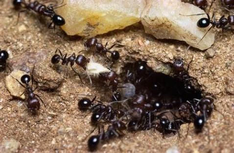 黑蚂蚁的功效与作用（吃黑蚂蚁禁忌）