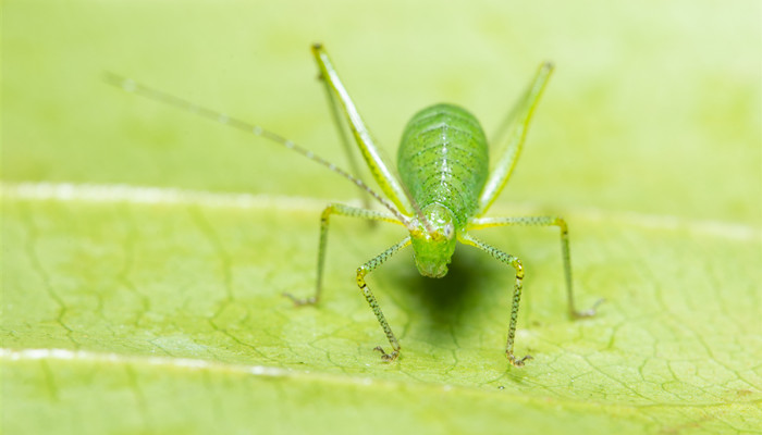 蚜虫的天敌有瓢虫、食蚜蝇、寄生蜂、瘿蚊、蟹蛛、草蛉等