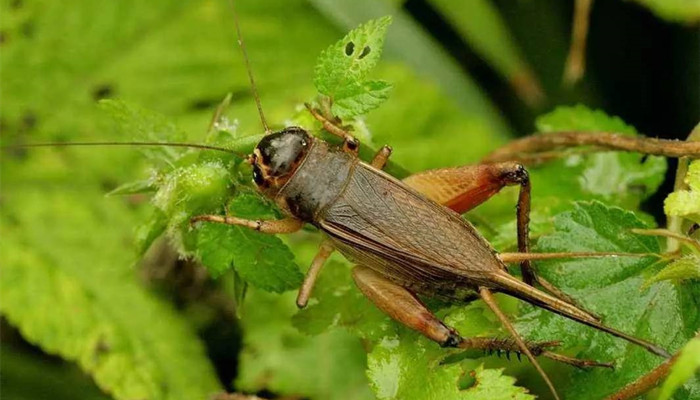 蟋蟀——一种古老的昆虫