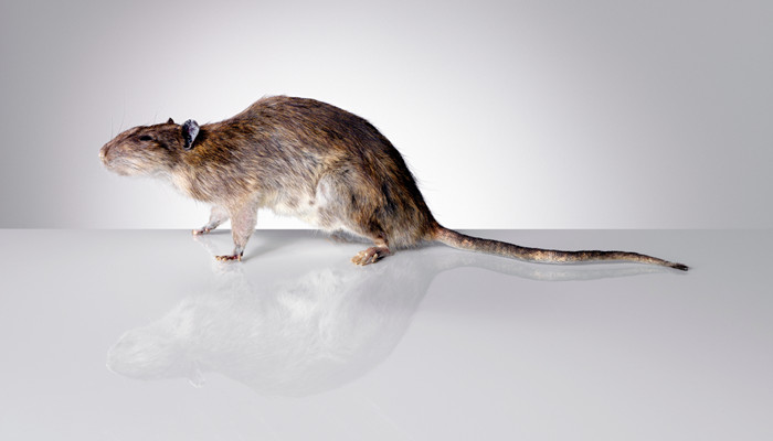 动物鼠，十二生肖里常说的子鼠