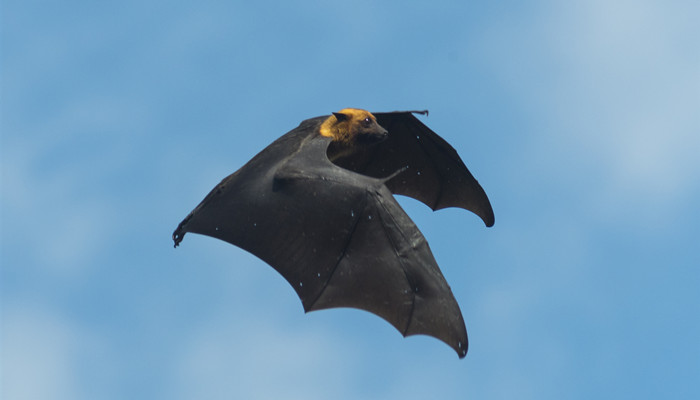 蝙蝠是唯一能够真正飞翔的哺乳动物，你了解多少？