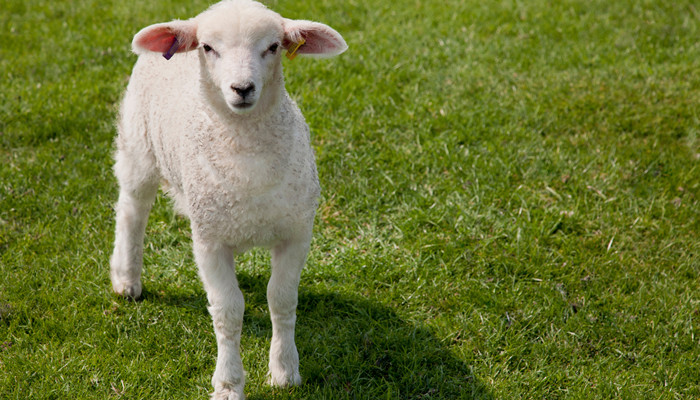 生肖羊：属羊人有极好的命运吗？