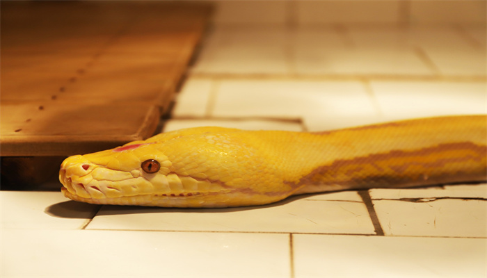 蛇是历经1.3亿年的漫长进化发展而成的生肖蛇