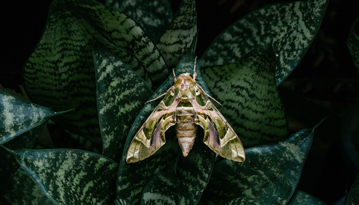 枯叶蛾的种类很多，形状略似蝴蝶