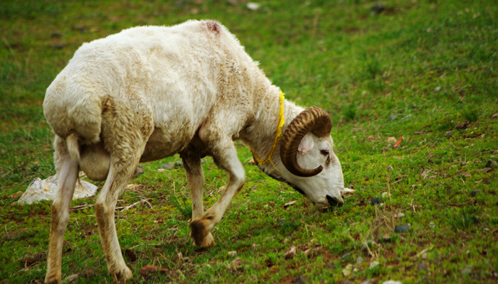 羊在古汉字的释义中，吉祥文化意义丰厚