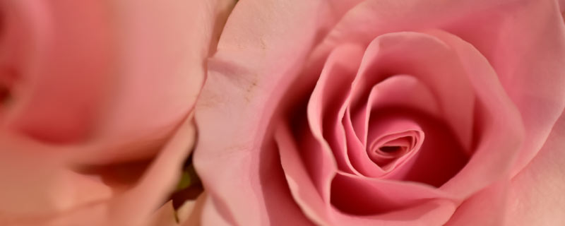 粉玫瑰的花语是初恋和表白吗？