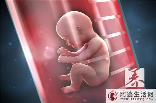 胚胎移植1个试管胚胎還是2个？孕2胎胚常见问题