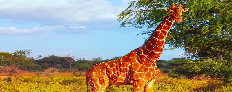 天然的保护色——长颈鹿
