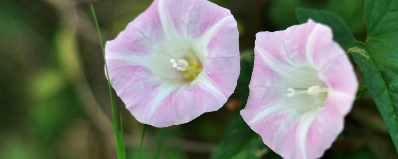 牵牛花花语介绍,牵牛花花语是什么