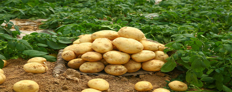 土豆的种类有白色、黄色、红皮、黑土豆、彩色土豆