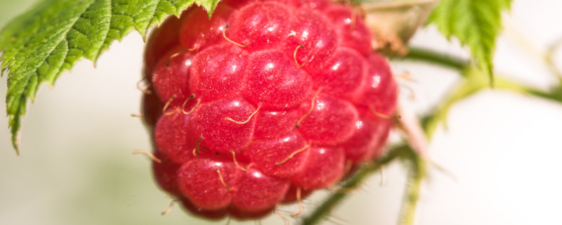 覆盆子和茅莓有什么区别？