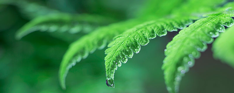 仙草是什么植物,仙草是哪一种植物