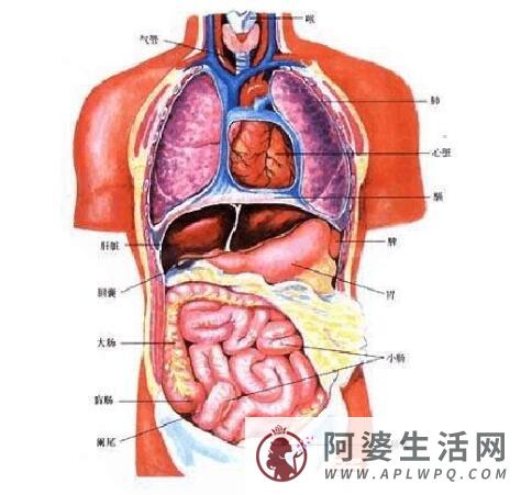 人体器官结构图五脏六腑肾的位置，心位于偏左侧/肝位于腹部