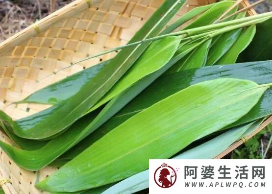 北方芦苇叶子包粽子叶是什么植物的叶子？教你怎么包出美味的粽子
