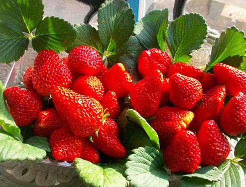 孕妇吃草莓有什么好处？什么人不能多吃草莓