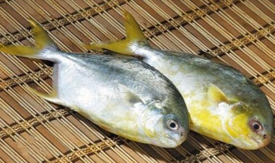 金鲳鱼的功效与作用 金鲳鱼的营养价值