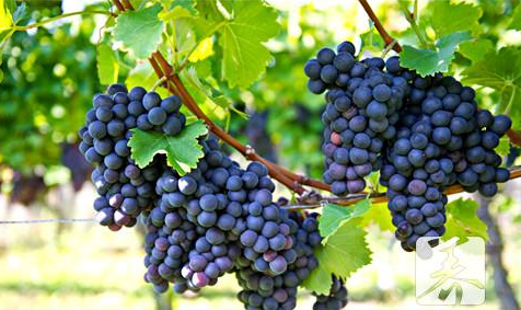 紫藤葡萄的养殖方法和病虫害防治