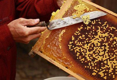 蜂蜡是什么东西