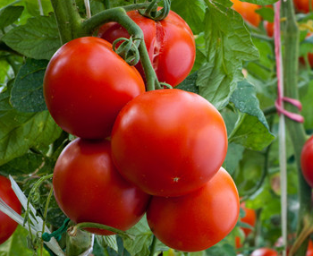 西红柿能和西兰花一起吃吗