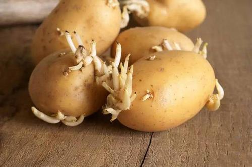土豆有芽眼算发芽吗