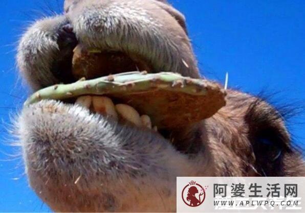 骆驼吃仙人掌不怕刺吗，特殊的口腔结构并不怕刺