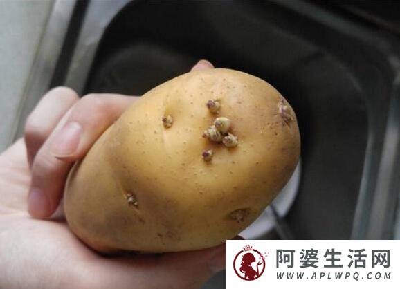 土豆长了一点点小芽可以吃吗？