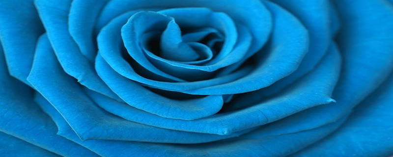 蓝色妖姬是什么代表什么.蓝色妖姬是什么花代表了什么