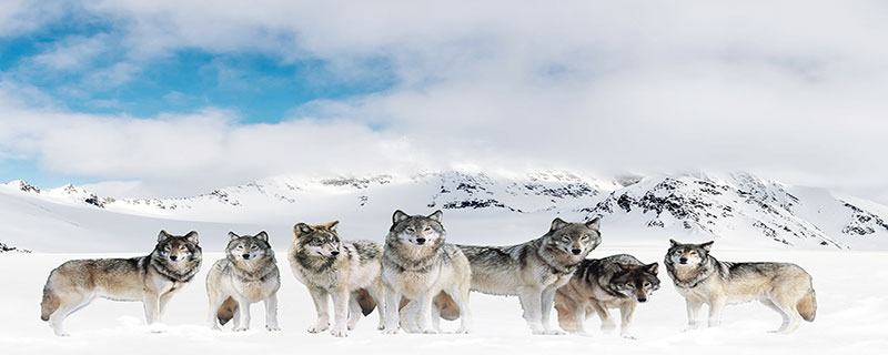 狼最怕一些大型的猫科动物和熊类，曾经遍布了整个北半球
