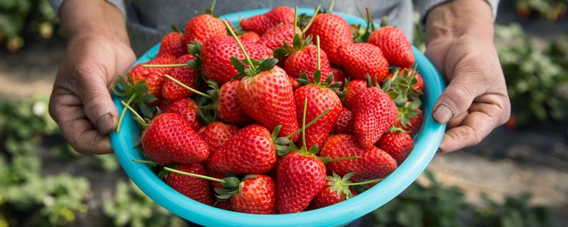 草莓长白毛还能吃吗 草莓长得畸形能吃吗!