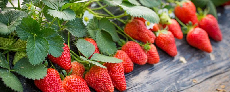 草莓很红但是酸是为什么 什么样的草莓好吃!