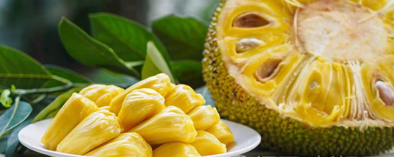 菠萝蜜吃多了胃不舒服怎么办 菠萝蜜一次可以吃几颗!