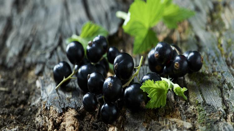 黑加仑葡萄的功效与作用？黑加仑葡萄的食用方式和注意事项