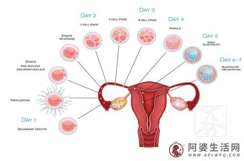 子宫发育欠佳要如何备孕?中药调理卵子成长发育