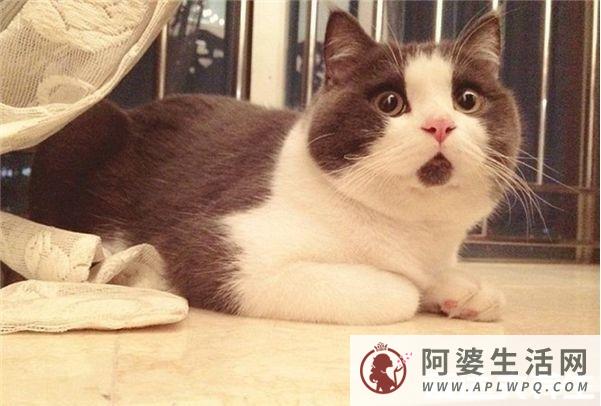 被猫抓伤出血要打针吗，必须打(一旦感染狂犬病死亡率100%)