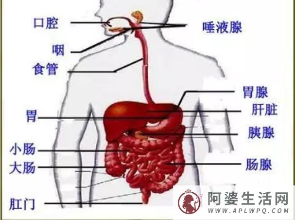 胰腺在哪个部位图解