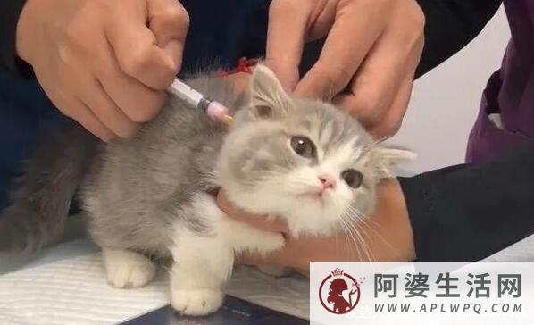 被猫咬千万不要打狂犬疫苗是真的吗？