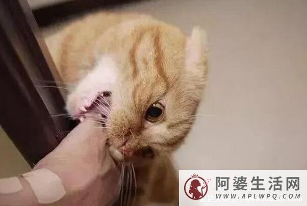 被猫咬千万不要打狂犬疫苗，不可靠有3种情况必须打疫苗