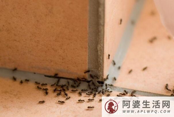 家里有蚂蚁怎么办能除根吗？用这4种办法斩草除根