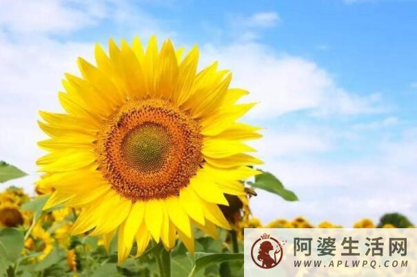 向日葵为什么不能送人，花语太容易让人误会(沉默的感情)