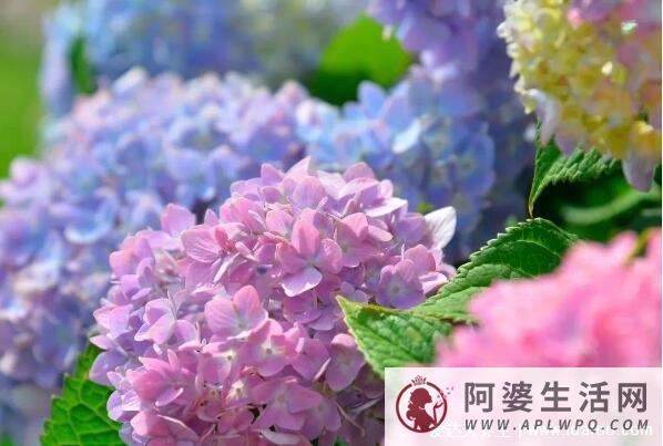 绣球花为什么又叫死人花，绣球花的花语寓意(家里千万不能养6种花)