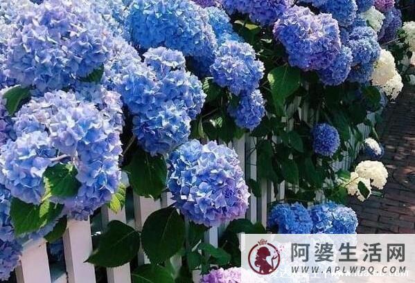 绣球花为什么又叫死人花，绣球花的花语寓意(家里千万不能养6种花)