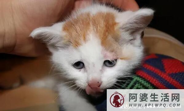 猫咪临死前的6个特殊征兆