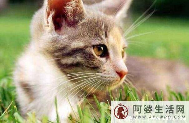 猫咪临死前的六个特殊征兆，生老病死也是猫之常情