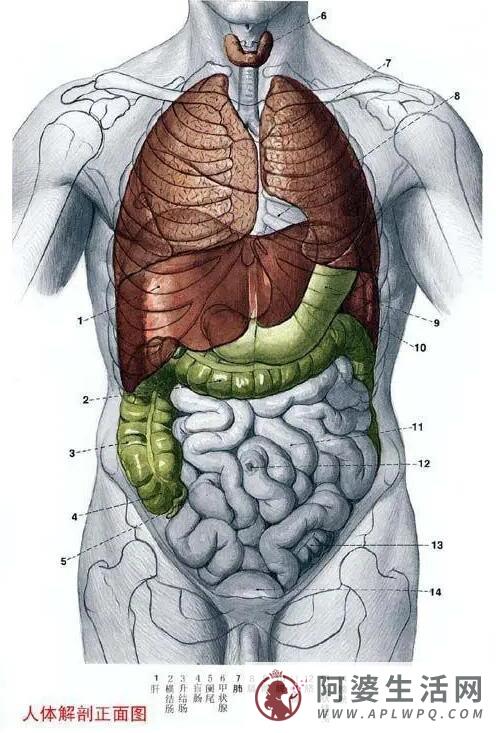 人体解剖图：各器官位置图高清图