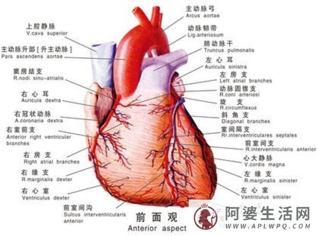 人体中最“敬业”的器官：心脏