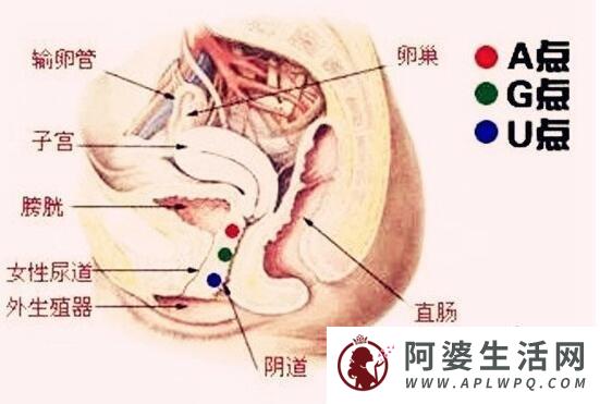 女人哪个地方一摸就想要，摸这些地方她就会很想要