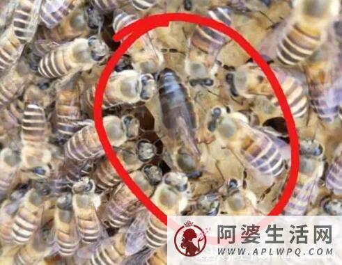 蜂王死了蜂群会跑吗？不会蜂王死后蜂群不会跑？