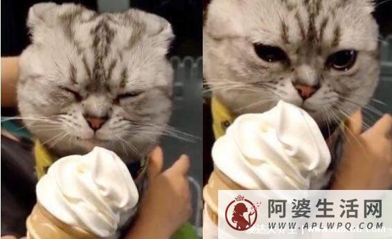 猫咪可以吃雪糕吗，猫咪能吃辣吗？