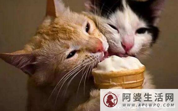 猫咪可以吃雪糕吗，猫能吃辣吗(不能会腹泻甚至中毒)