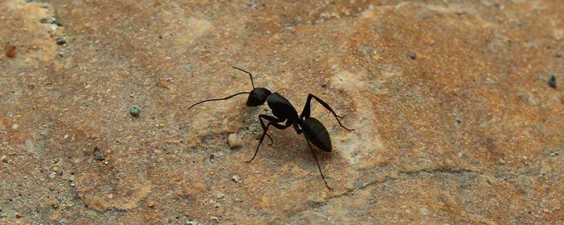 蚂蚁有哪些生活习性,蚂蚁的特征是什么